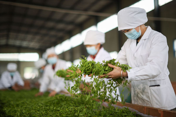 品牌多而不響 茶香難出“深巷”