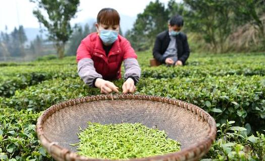 350家農業(yè)經營主體調查:春耕生產遭遇“三難”