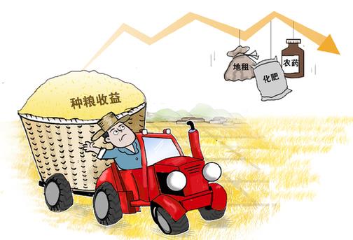 種糧大戶遇難題:種得好 賣(mài)不好